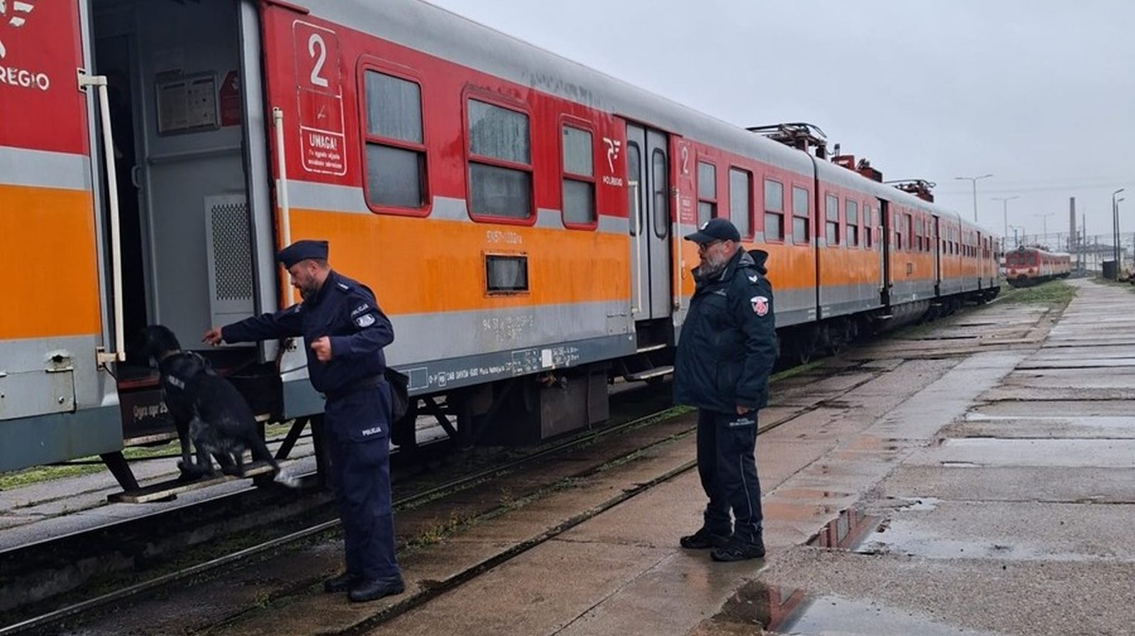 Czworonożni agenci w pociągach POLREGIO. Służby trenowały na bocznicy w Iławie